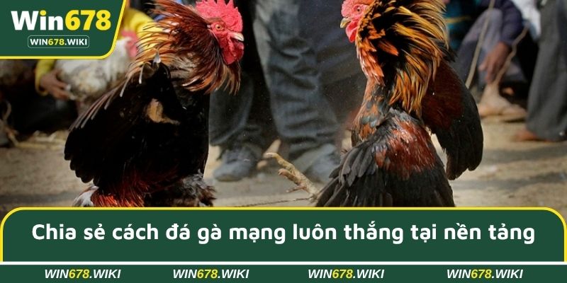 Chia sẻ cách đá gà mạng luôn thắng tại nền tảng