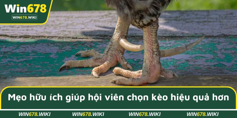 Chia sẻ một số mẹo hữu ích giúp hội viên chọn kèo hiệu quả hơn