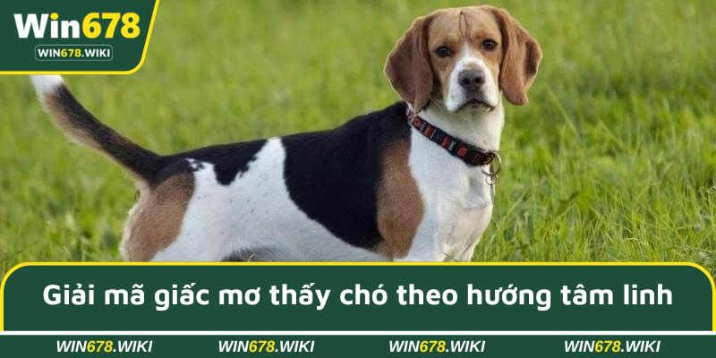 Giải mã giấc mơ thấy chó theo hướng tâm linh