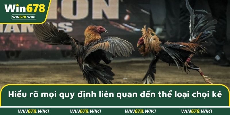 Hiểu rõ mọi quy định liên quan đến thể loại chọi kê hấp dẫn