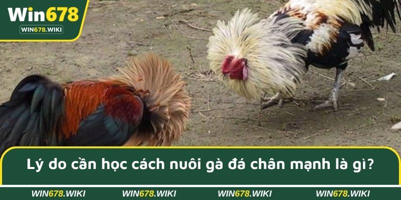 Lý do cần học cách nuôi gà đá chân mạnh là gì?