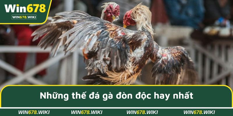 Những thế đá gà đòn độc hay nhất