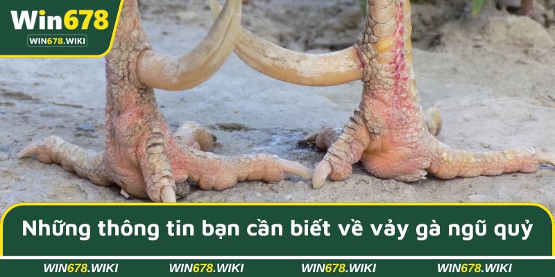 Những thông tin bạn cần biết về vảy gà ngũ quỷ
