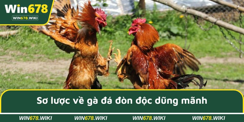 Sơ lược về gà đá đòn độc dũng mãnh